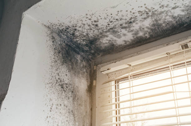 Affordable Basement Mold Removal solutions in Thomasville, GA