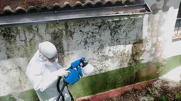 Top rated local Basement Mold Removal specialists in Thomasville, GA
